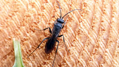 Auplopus carbonarius