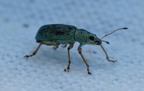 Réf. 127 309 : Polydrusus formosus