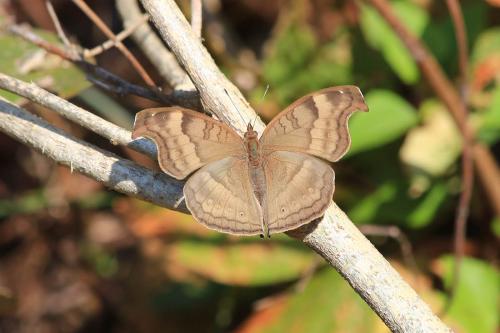 Réf. 127 002 : Junonia iphita