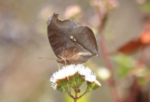 Réf. 127 004 : Junonia iphita