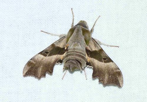Proserpinus proserpina