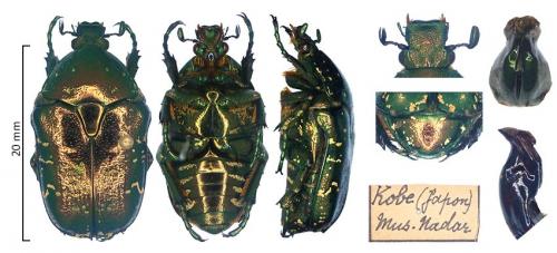 Protaetia orientalis