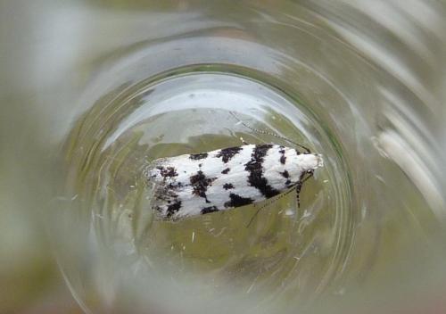 Réf. 127 426 : Pseudotelphusa scalella