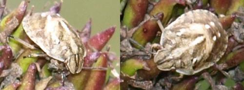 Réf. 127 877 : Eurygaster sp.