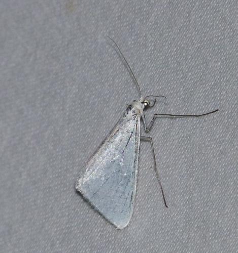 Gypsochroa renitidata