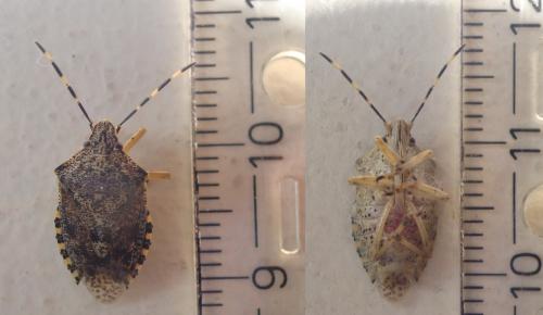 Rhaphigaster nebulosa