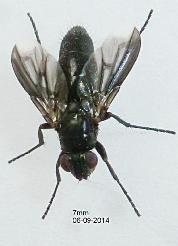 Melanophora roralis