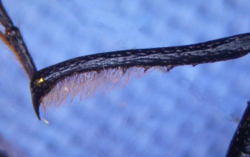 Rhinostomus niger