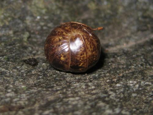 Glomeris klugii