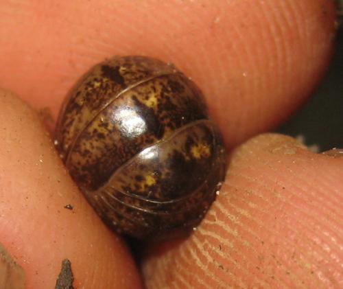Glomeris klugii