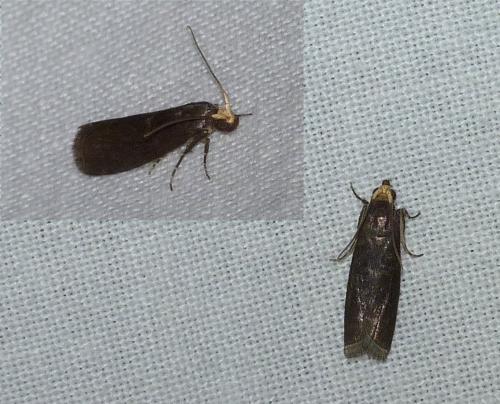 Réf. 127 427 : Salebriopsis albicilla