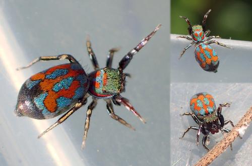 Siler semiglaucus