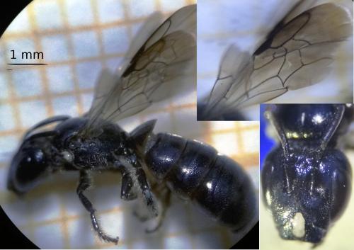 Réf. 127 138 : Ceratina sp.
