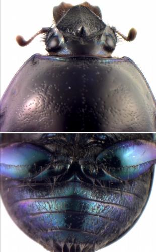 Geotrupes ibericus
