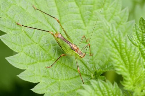 Leptophyes punctatissima