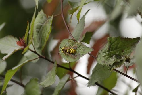 Sesia apiformis