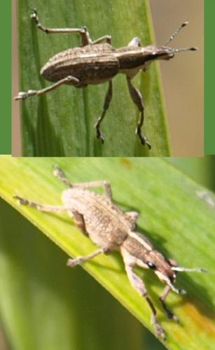 Réf. 127 410 : Charagmus gressorius