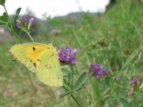Colias croceus