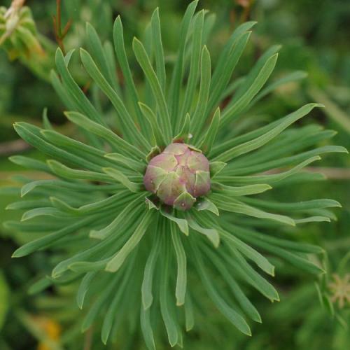 Réf. 127 171 : Spurgia euphorbiae