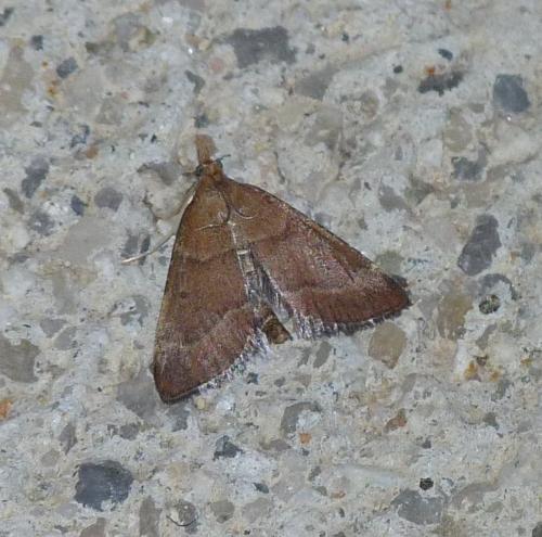 Stemmatophora vulpecalis