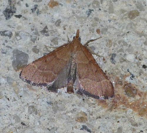 Stemmatophora vulpecalis