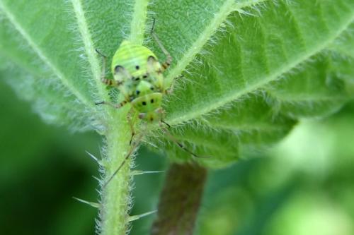 Lygus sp.