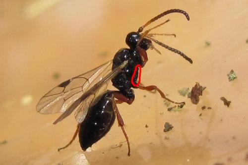 Réf. 127 536 : Cryptinae inconnu
