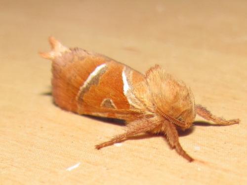 Triodia sylvina