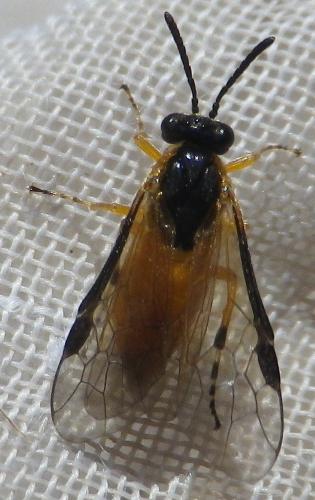 Athalia sp.