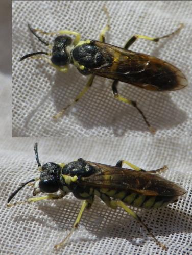 Tenthredo brevicornis