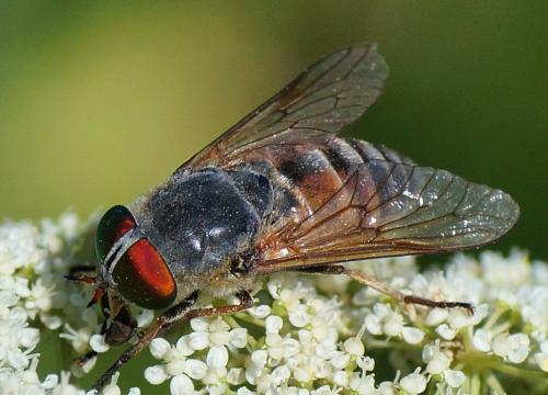 Philipomyia aprica