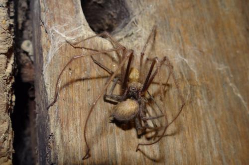 Tegenaria parietina