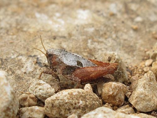 Réf. 127 063 : Tetrix kraussi