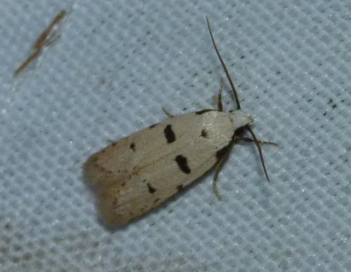 Stibaromacha ratella