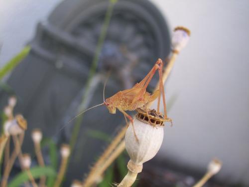 Phaneroptera sp.