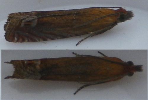 Lathronympha strigana