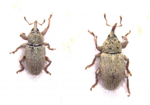 Réf. 127 496 : Tychius sp.
