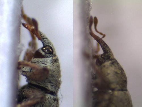 Réf. 127 781 : Tychius sp.
