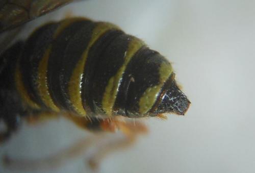 Réf. 127 881 : Cerceris quinquefasciata
