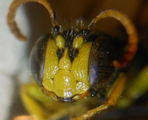 Cerceris quinquefasciata