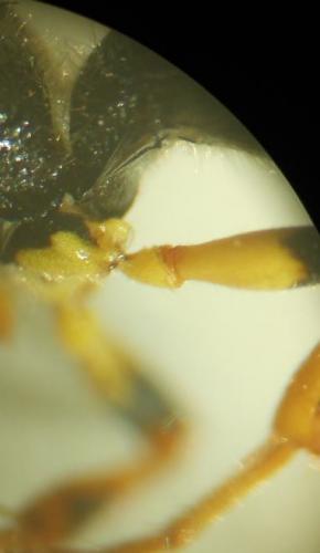 Cerceris quinquefasciata