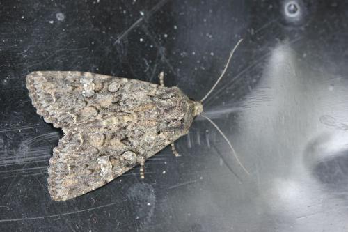 Réf. 127 643 : Mamestra brassicae