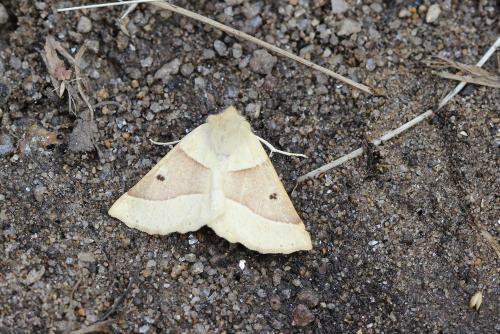 Réf. 127 644 : Crocallis elinguaria