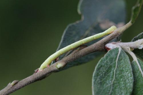 Chloroclysta siterata