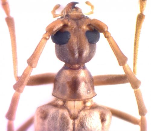 Vesperus joanivivesi