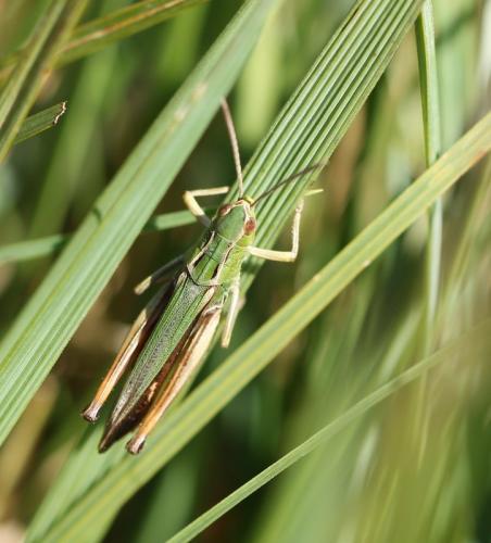 Réf. 127 577 : Stenobothrus lineatus lineatus