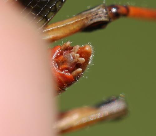 Stenobothrus lineatus lineatus
