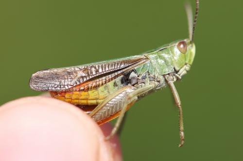 Stenobothrus lineatus lineatus