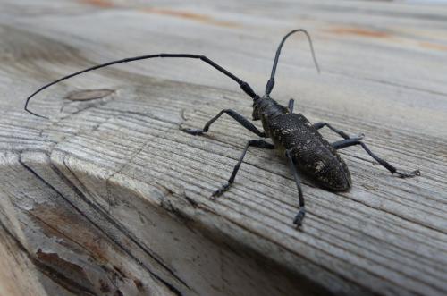 Réf. 127 665 : Monochamus sutor