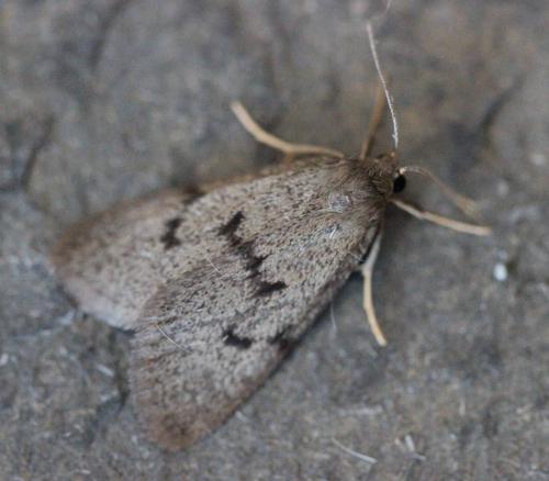 Apaidia mesogona